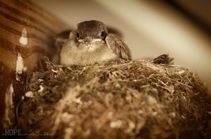 Bird-in-nest